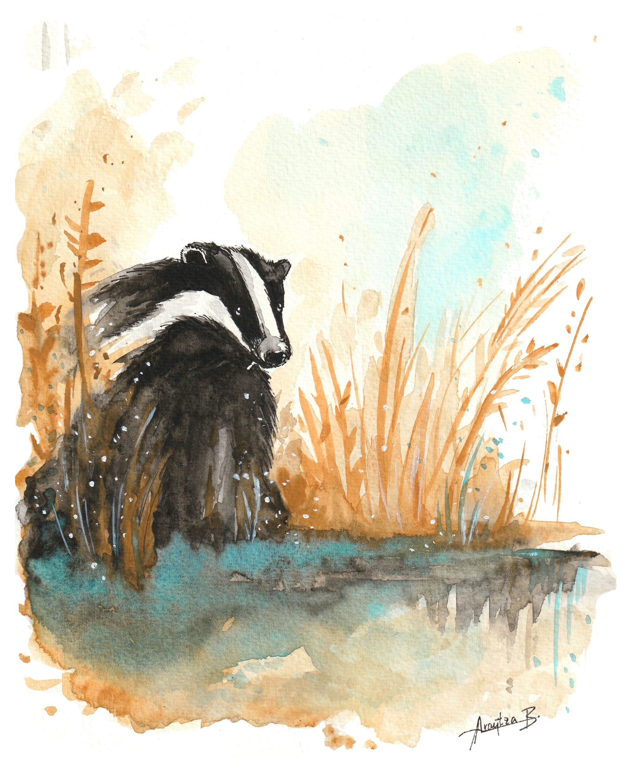 Watercolour of badger on lakeshore